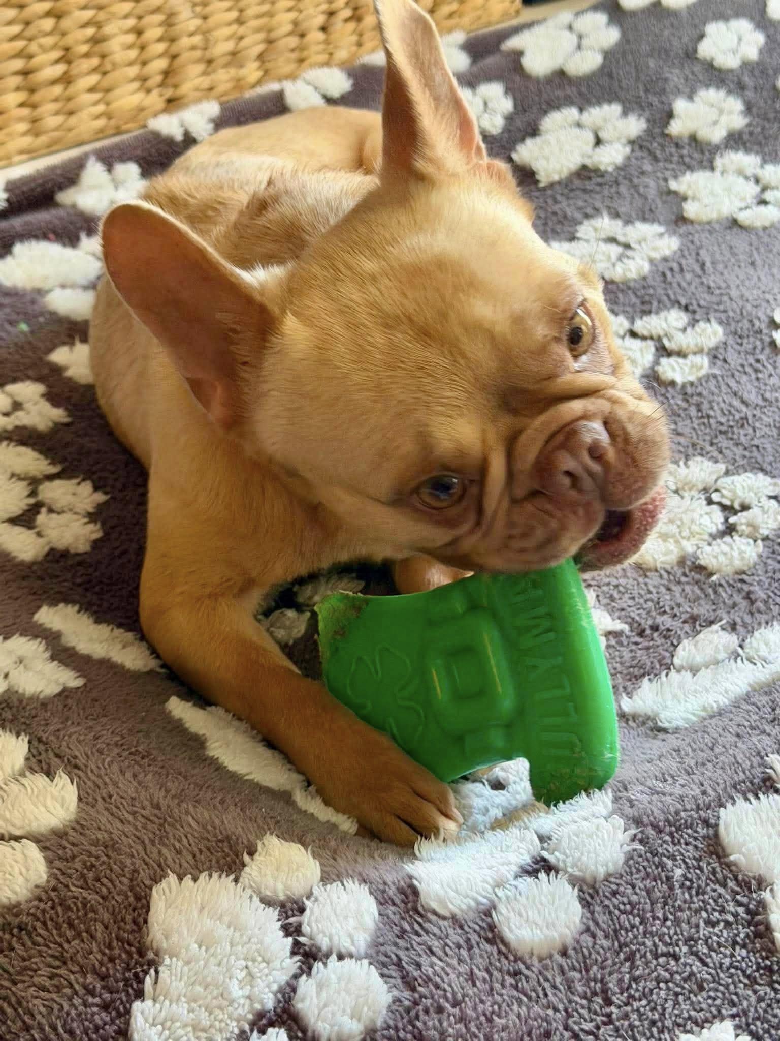 Enlarge ChickPea, a ADOPTABLE French Bulldog in Yorktown, VA image 2/6