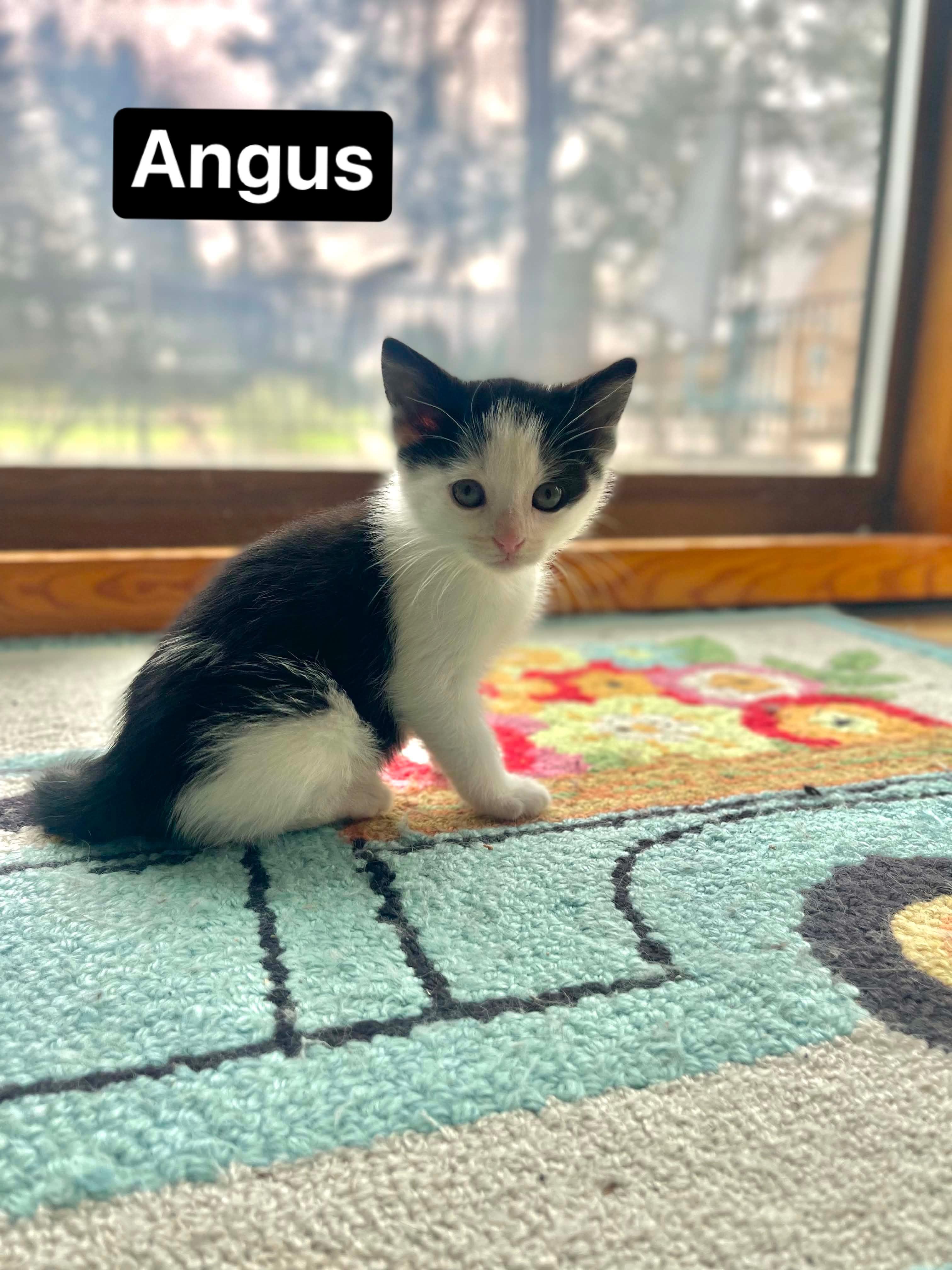 Angus, ADOPTABLE, Kitten Male Domestic Short Hair.