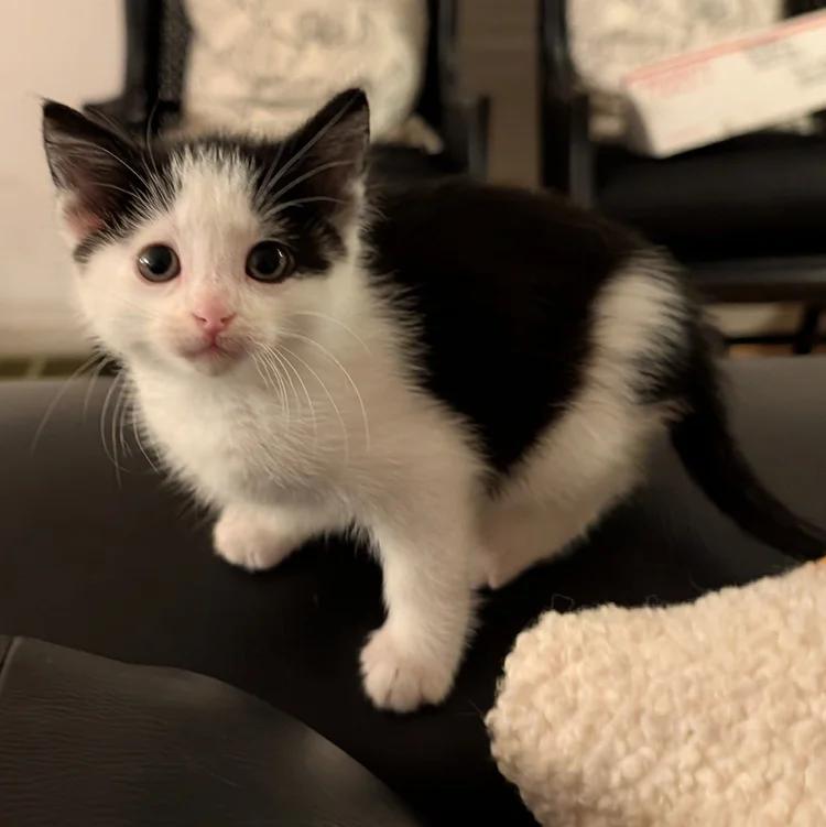 Enlarge Angus, a ADOPTABLE Domestic Short Hair in Davison, MI image 3/5