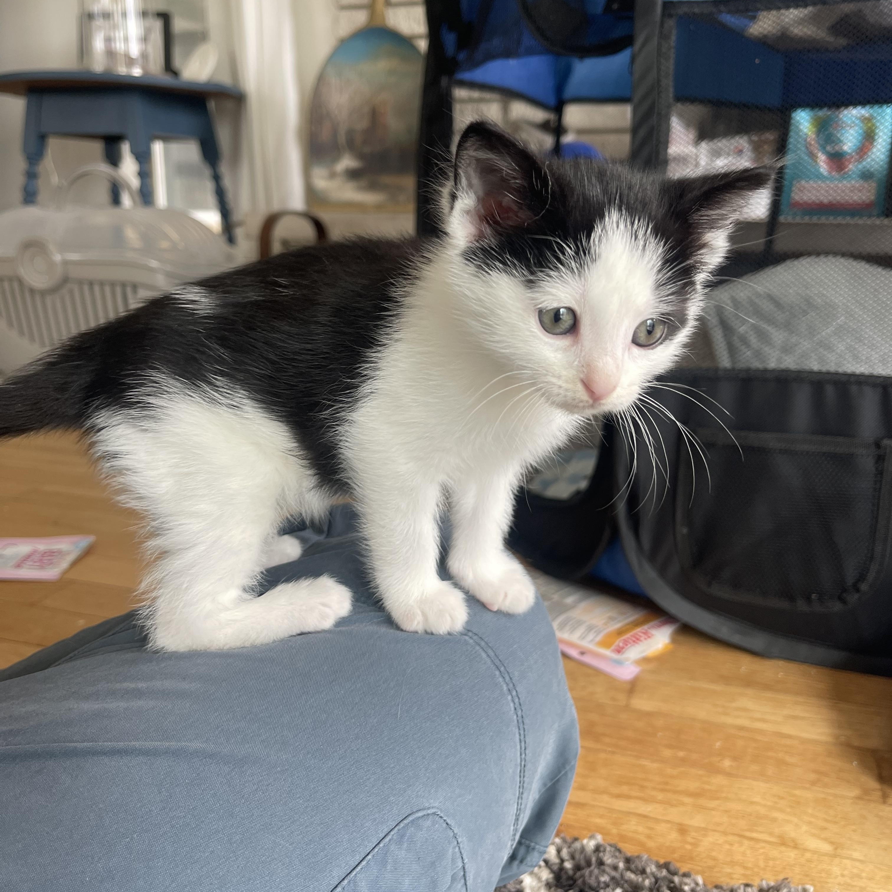 Enlarge Angus, a ADOPTABLE Domestic Short Hair in Davison, MI image 5/5