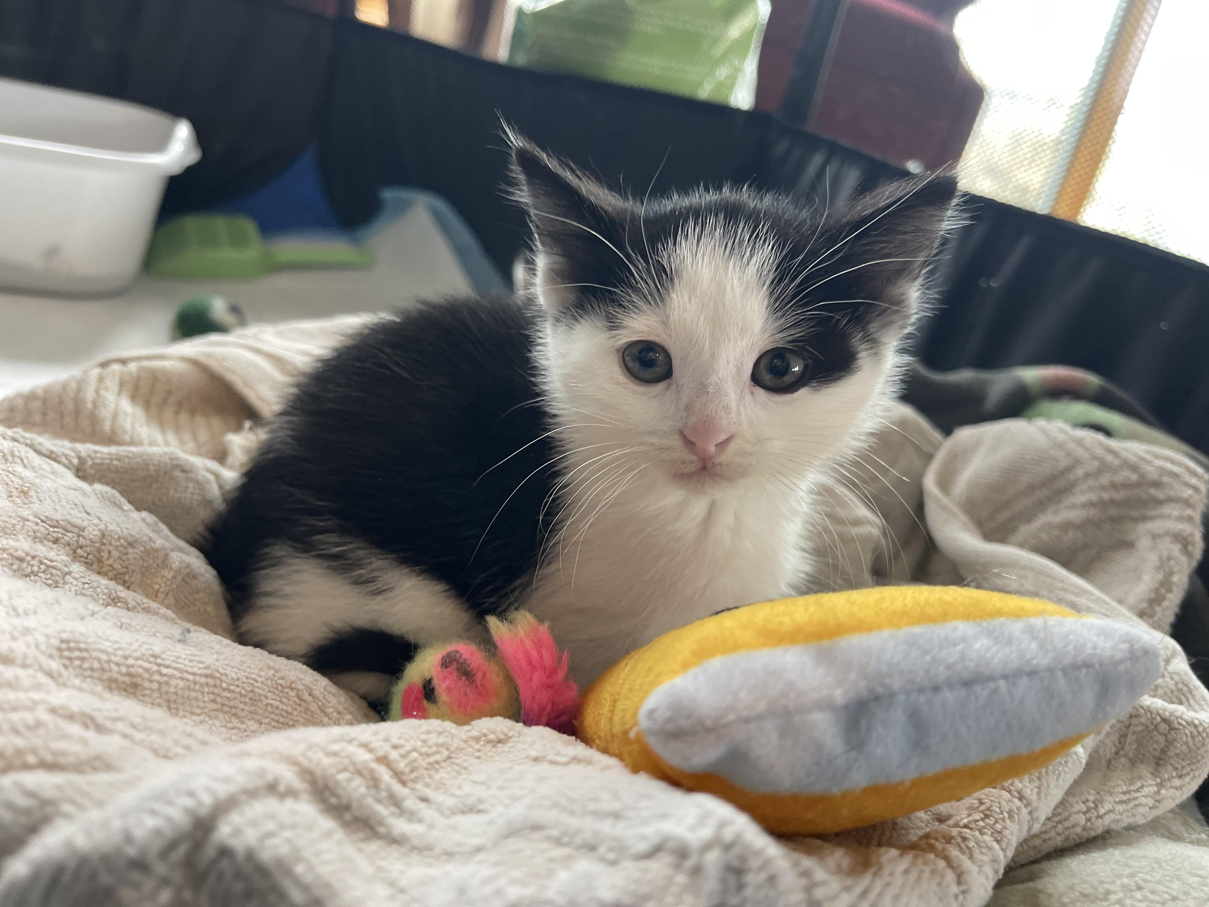 Enlarge Angus, a ADOPTABLE Domestic Short Hair in Davison, MI image 2/5