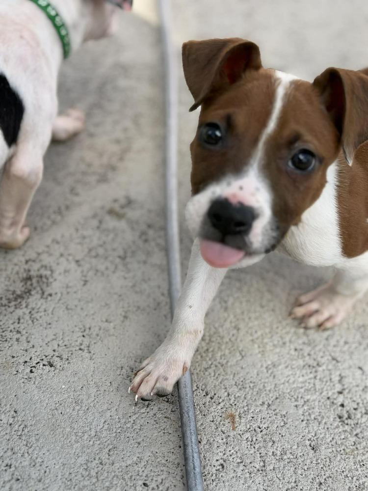 Enlarge Bodhi, a Adoptable Terrier in Deltona, FL image 3/3