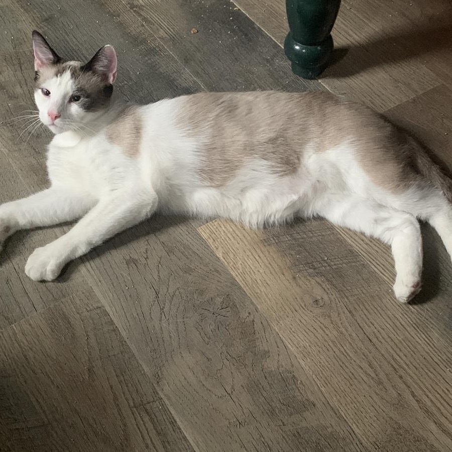 Enlarge Shaggy, a Adoptable mixed breed in Fair Haven, VT image 1/1