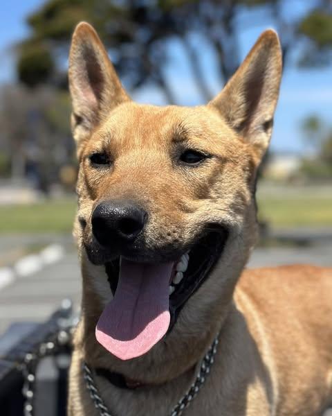 Thor, an adoptable Shepherd in Crescent city, CA, 95531 | Photo Image 4