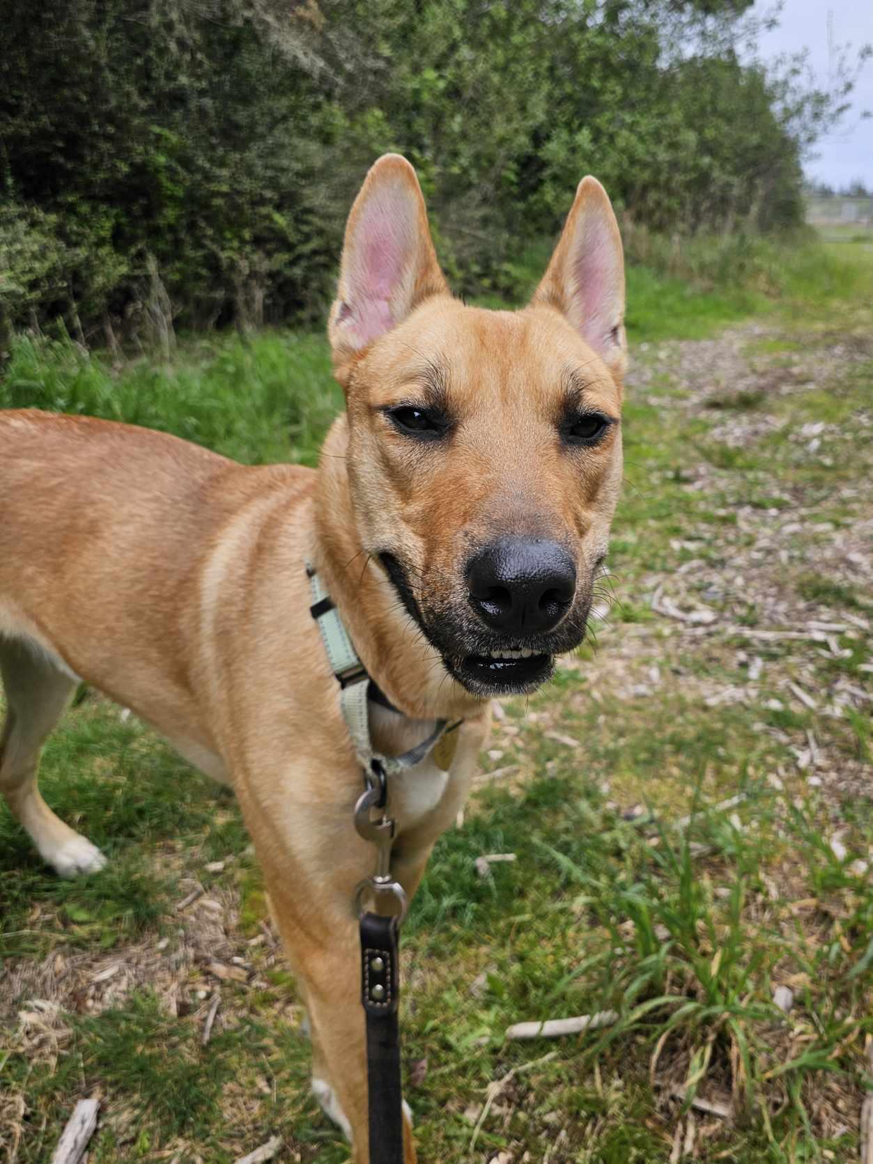 Thor, an adoptable Shepherd in Crescent city, CA, 95531 | Photo Image 5