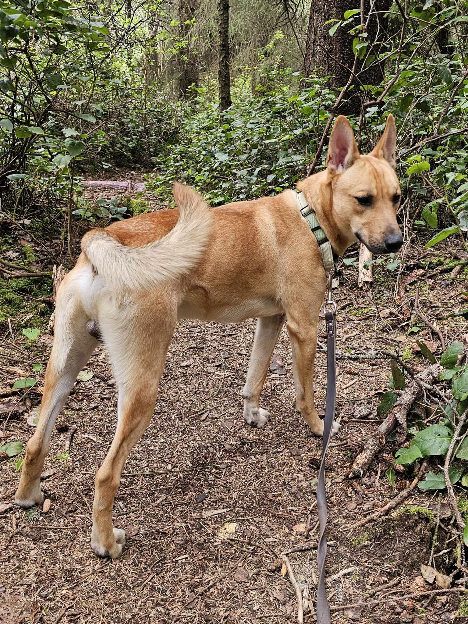 Thor, an adoptable Shepherd in Crescent city, CA, 95531 | Photo Image 3