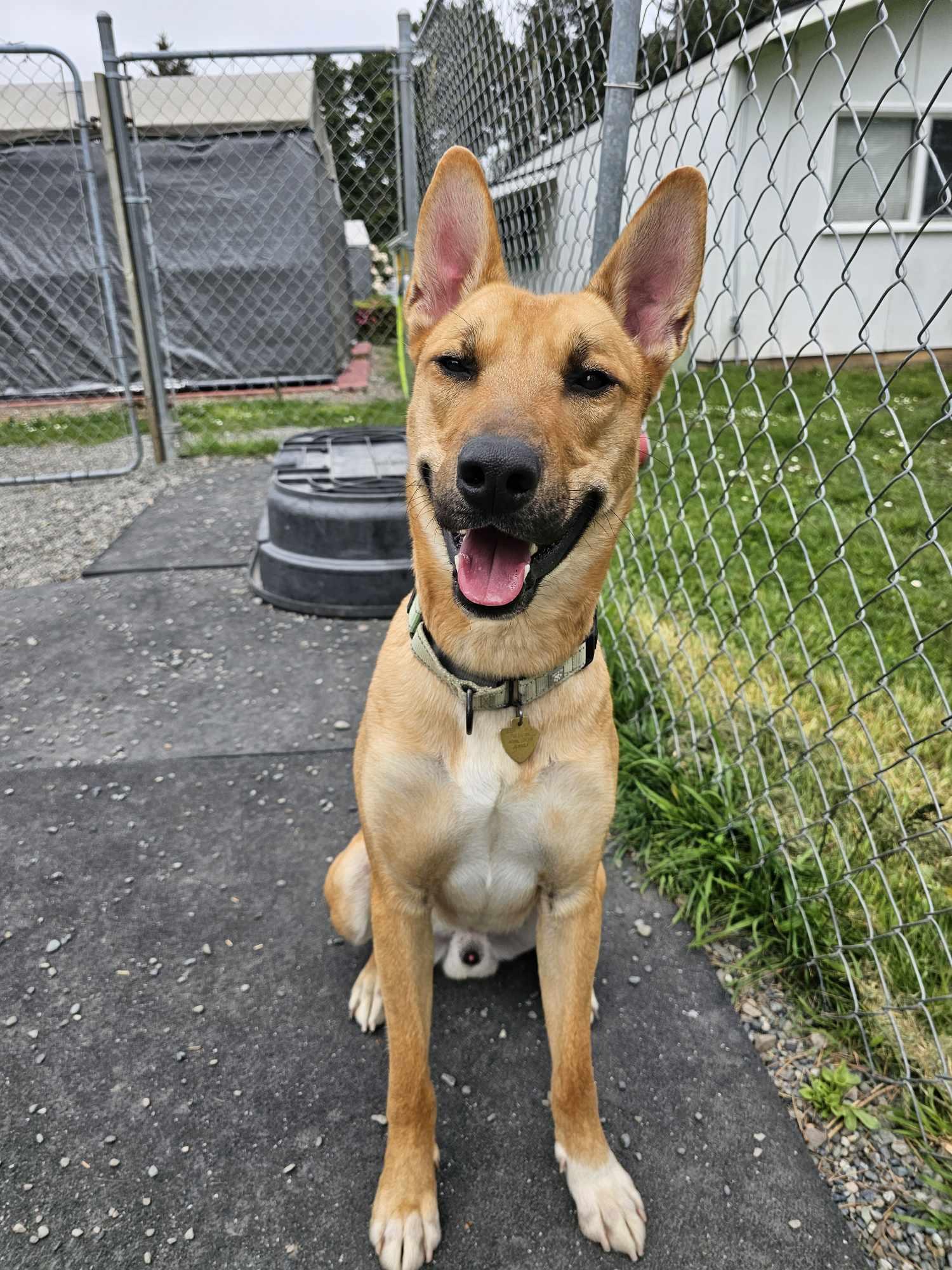Thor, an adoptable Shepherd in Crescent city, CA, 95531 | Photo Image 1