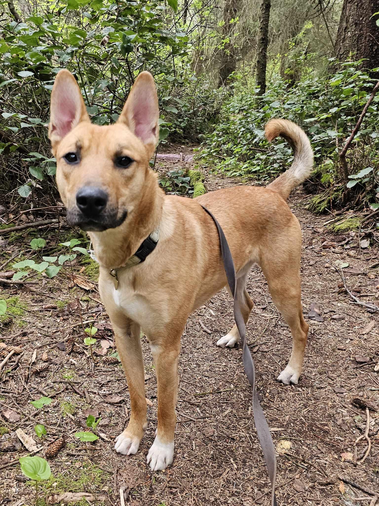 Thor, an adoptable Shepherd in Crescent city, CA, 95531 | Photo Image 2