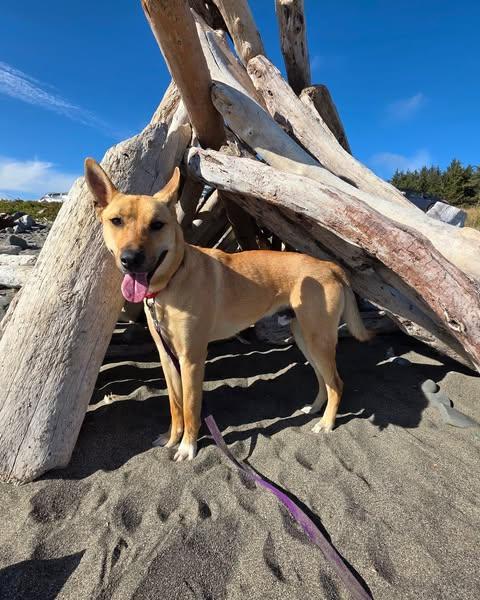 Thor, an adoptable Shepherd in Crescent city, CA, 95531 | Photo Image 1