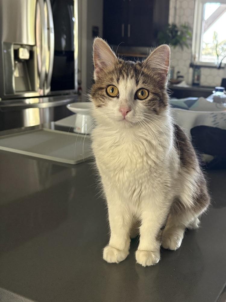 Sonoma, Adoptable, Young Female Domestic Medium Hair.
