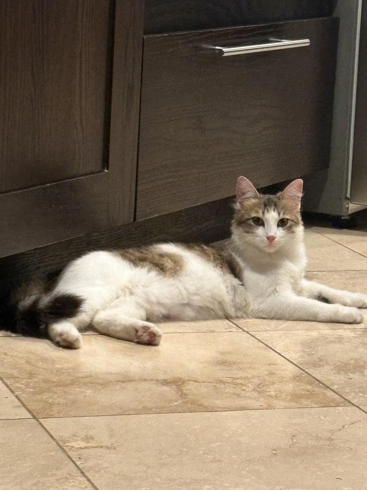 Enlarge Sonoma, a Adoptable Domestic Medium Hair in Lafayette, CO image 2/6