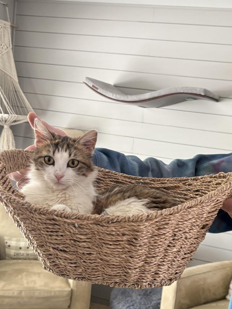 Enlarge Sonoma, a Adoptable Domestic Medium Hair in Lafayette, CO image 4/6