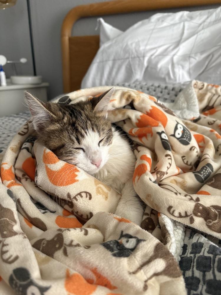 Enlarge Sonoma, a Adoptable Domestic Medium Hair in Lafayette, CO image 6/6