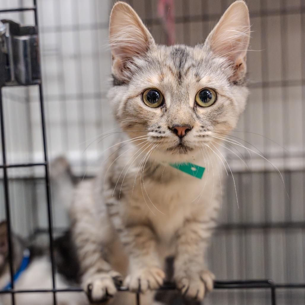 Sugga, Adoptable, Kitten Female Domestic Short Hair.