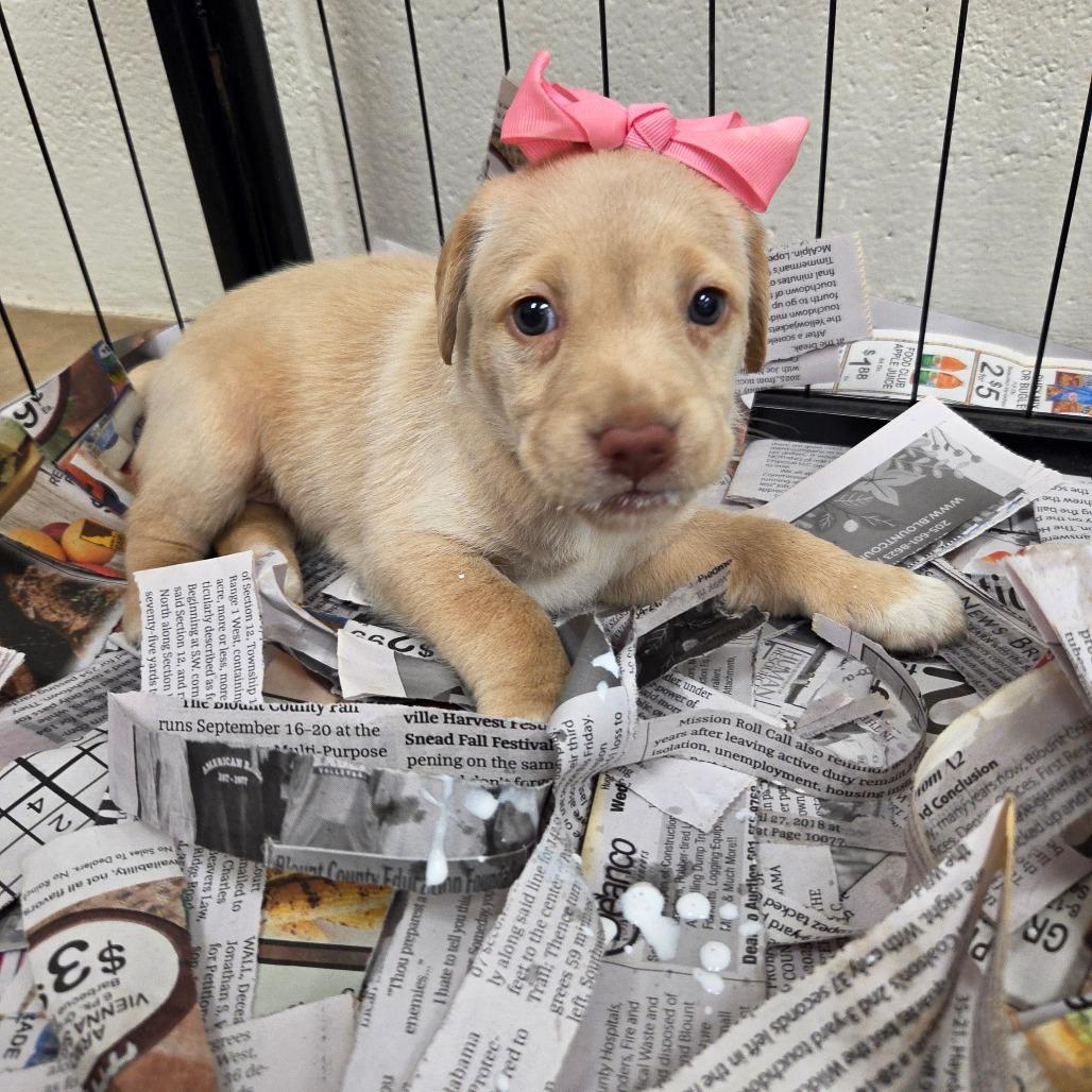 Penny (in PA), Adoptable, Puppy Female Retriever.