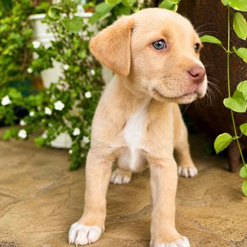 Penny (in PA), a Adoptable Retriever in Shoemakersville, PA image 2/5