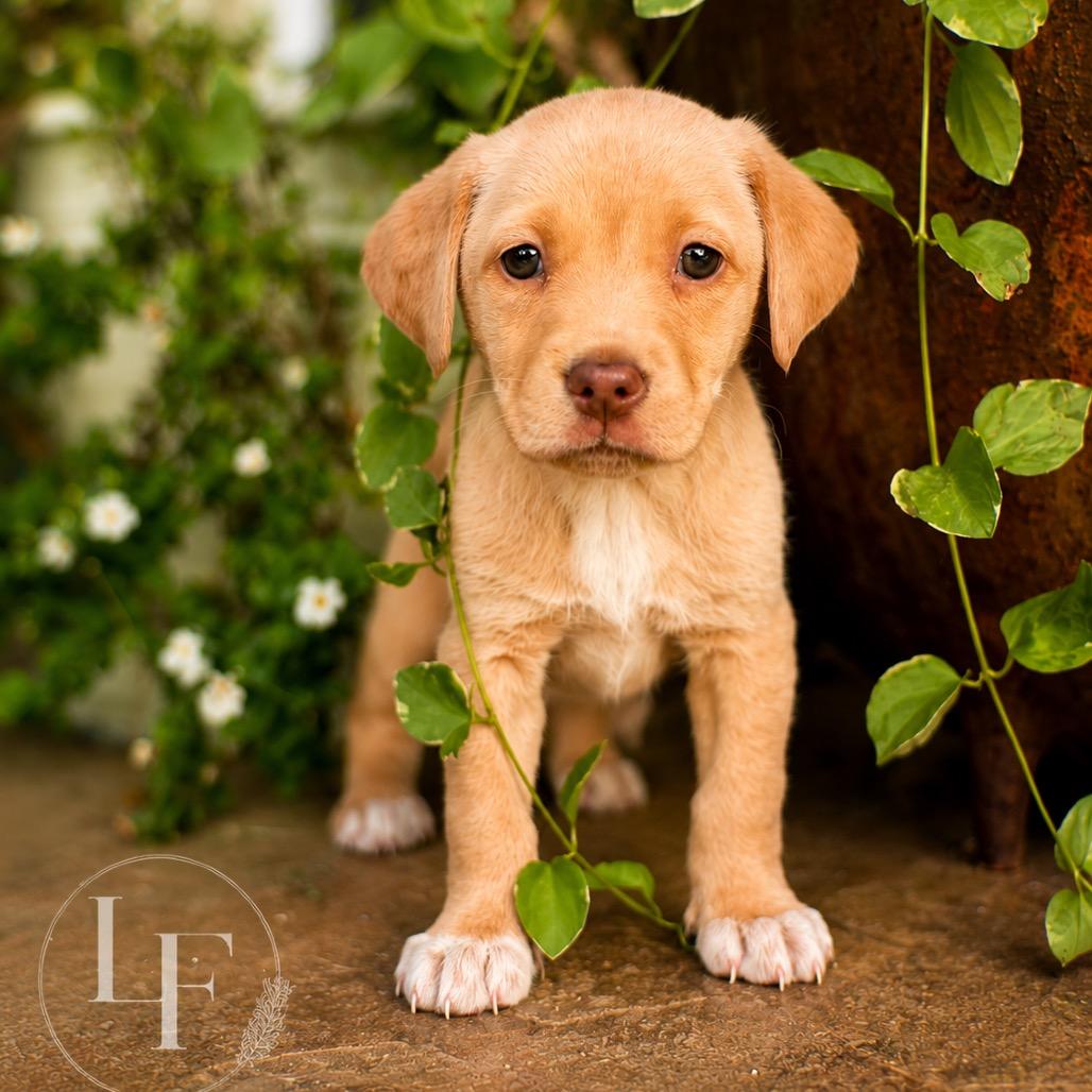 Penny (in PA), a Adoptable Retriever in Shoemakersville, PA image 3/5