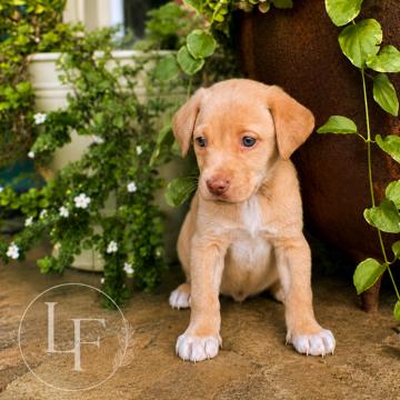 Penny (in PA), a Adoptable Retriever in Shoemakersville, PA image 4/5
