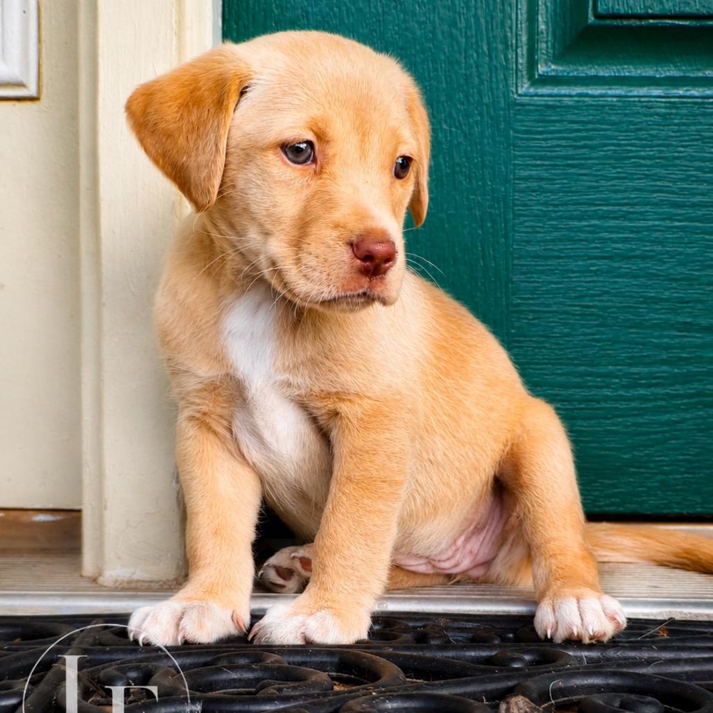 Penny (in PA), a Adoptable Retriever in Shoemakersville, PA image 5/5