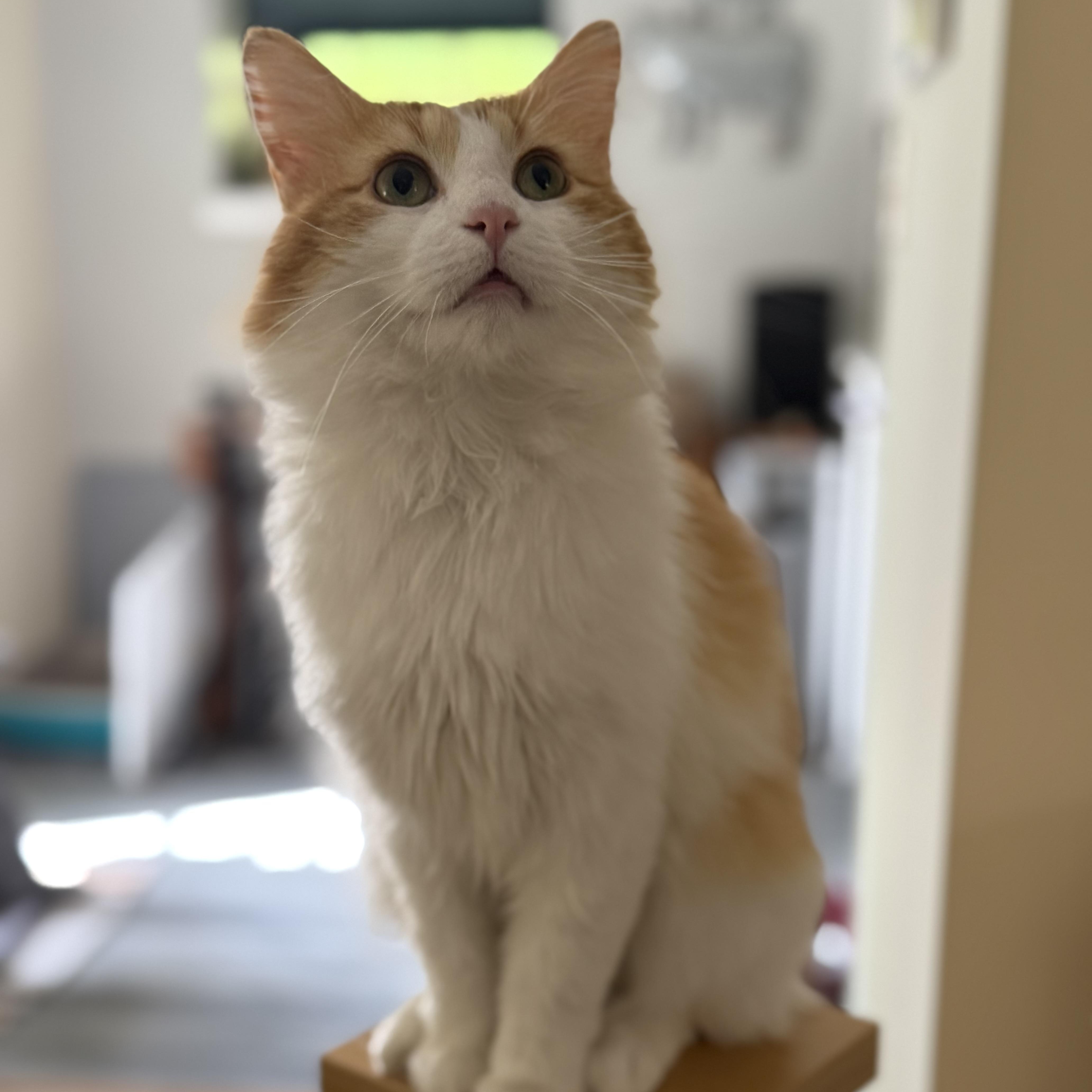 Benson- Chill, ADOPTABLE, Adult Male Domestic Medium Hair & Maine Coon.
