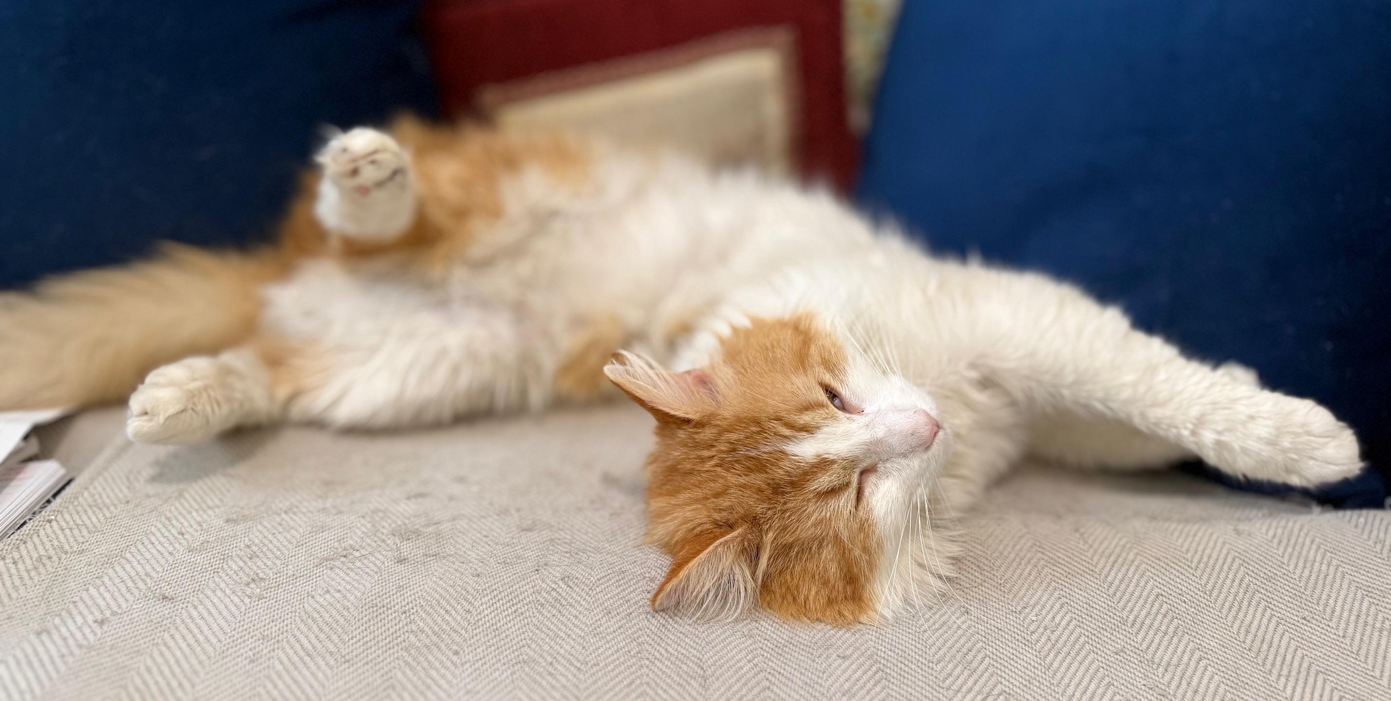 Enlarge Benson- Chill, a ADOPTABLE mixed breed in Arlington, VA image 4/6