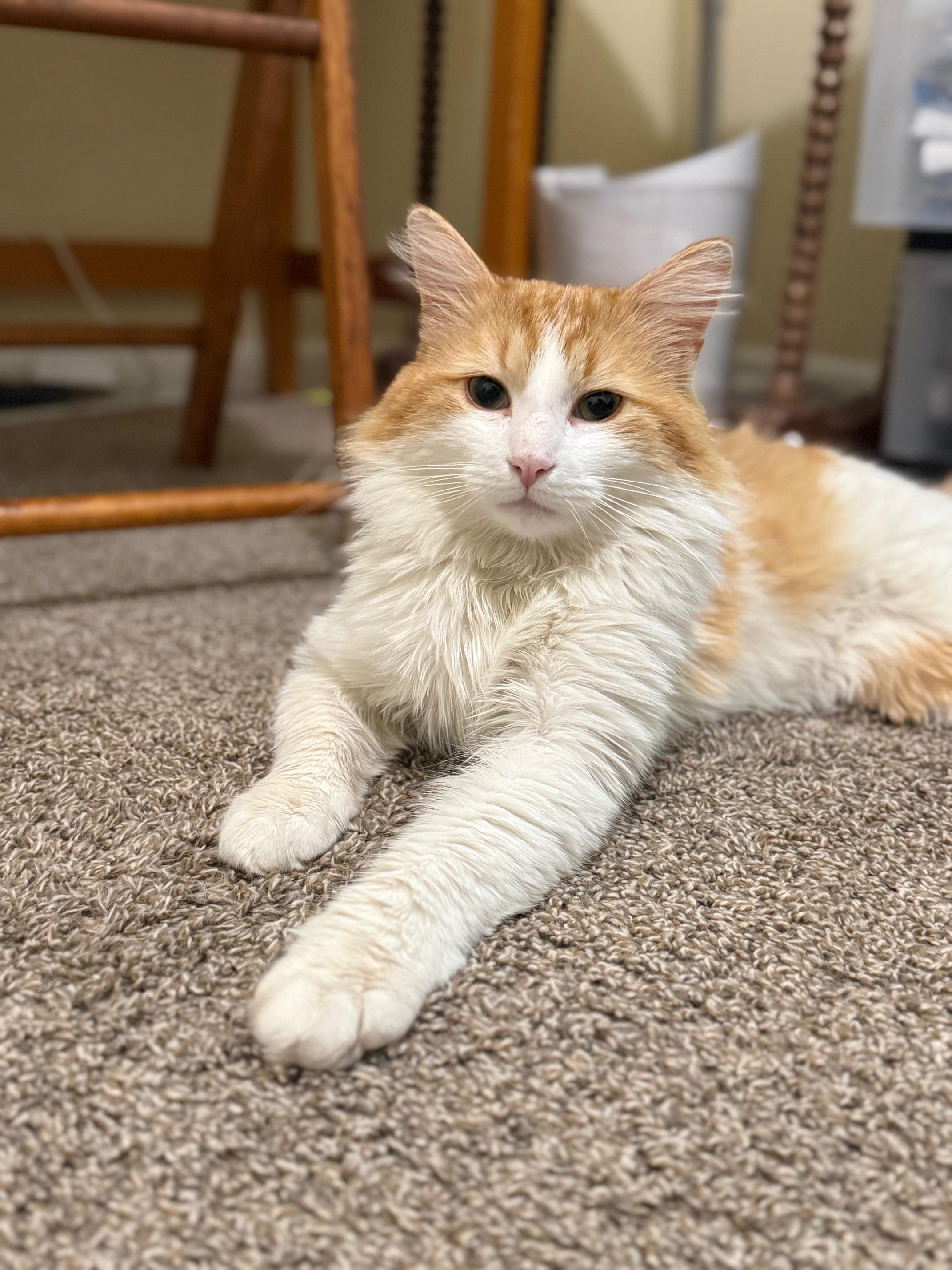 Enlarge Benson- Chill, a ADOPTABLE mixed breed in Arlington, VA image 3/6