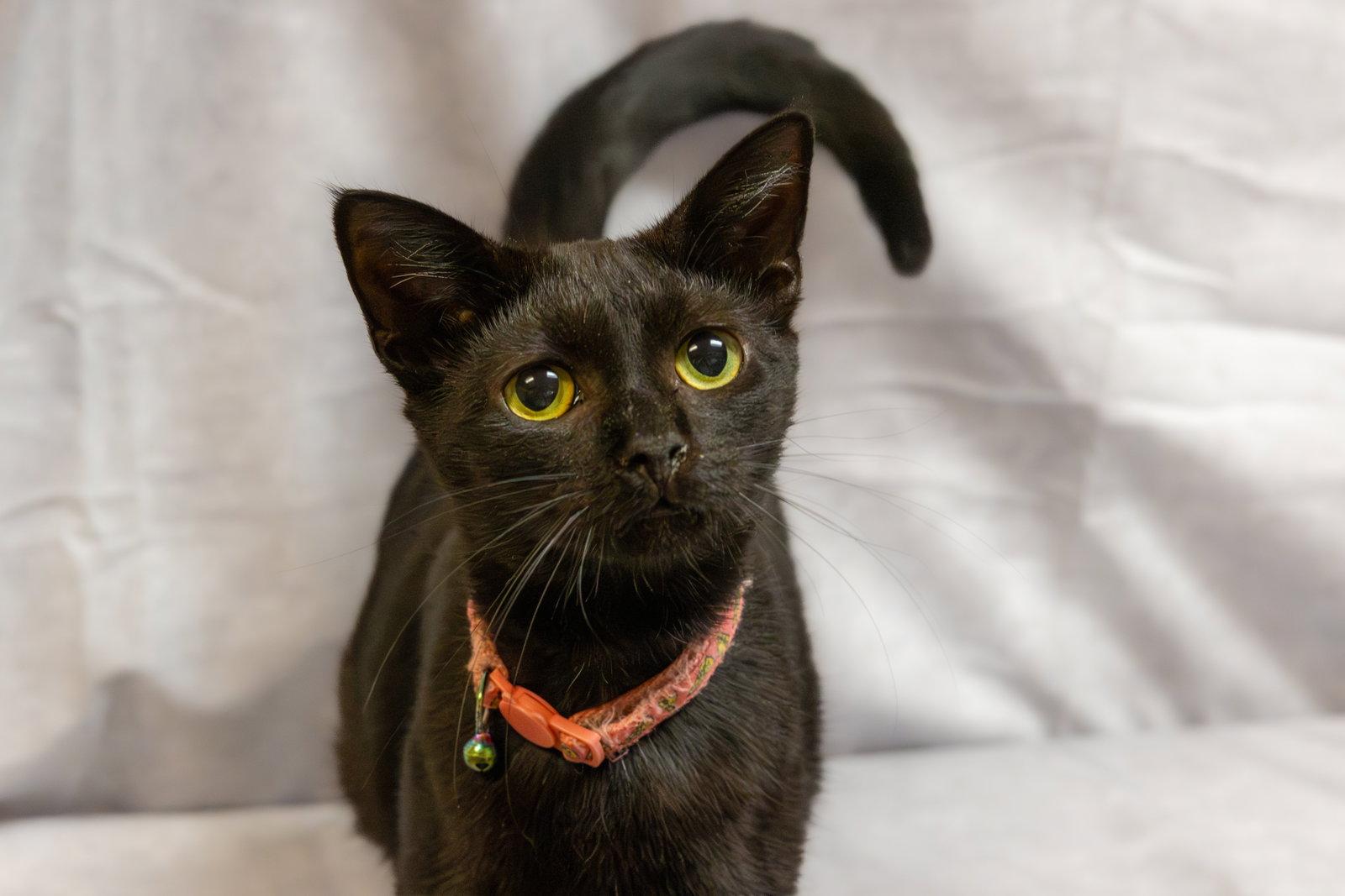 Soot, Adoptable, Kitten Female Domestic Short Hair.