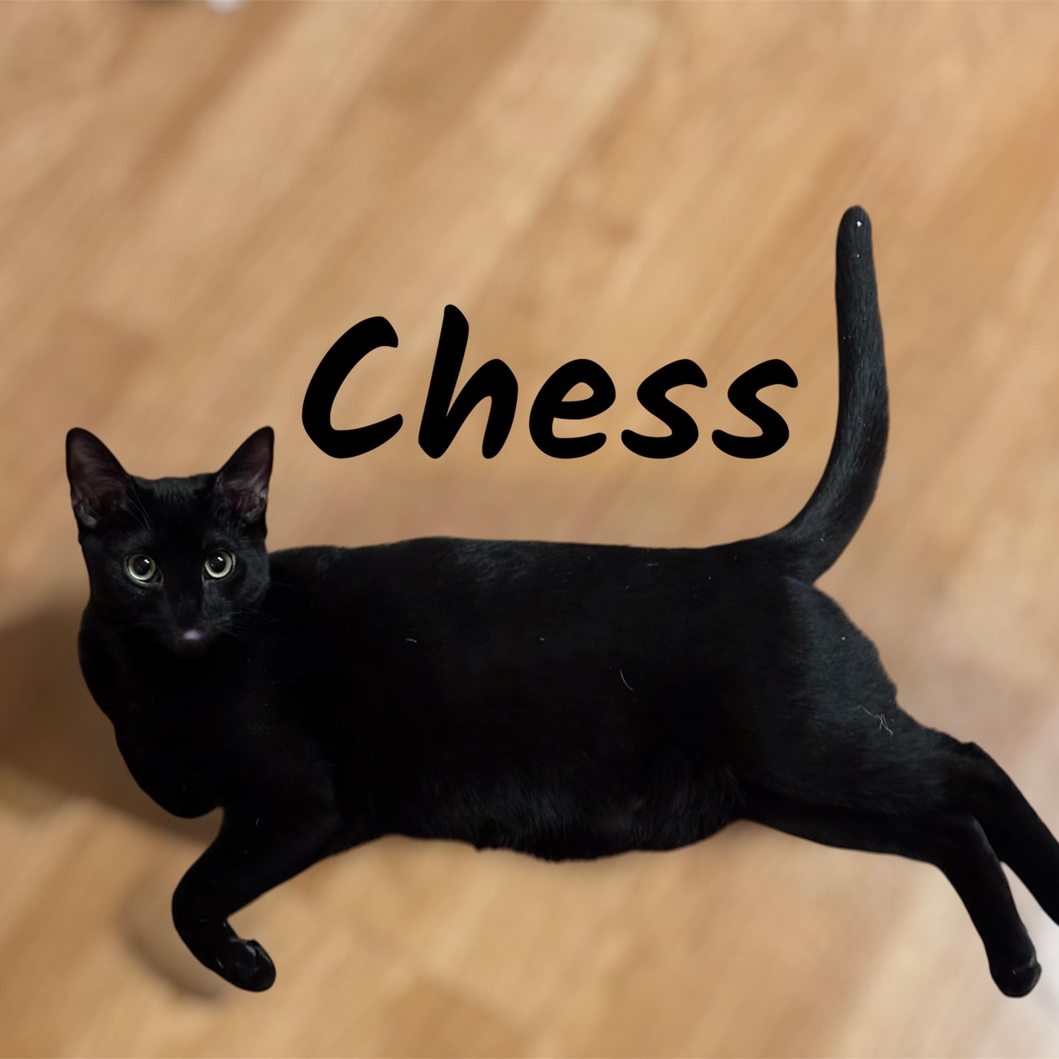Chess (Bonded with Checkers), Adopted, Young Female Domestic Short Hair.