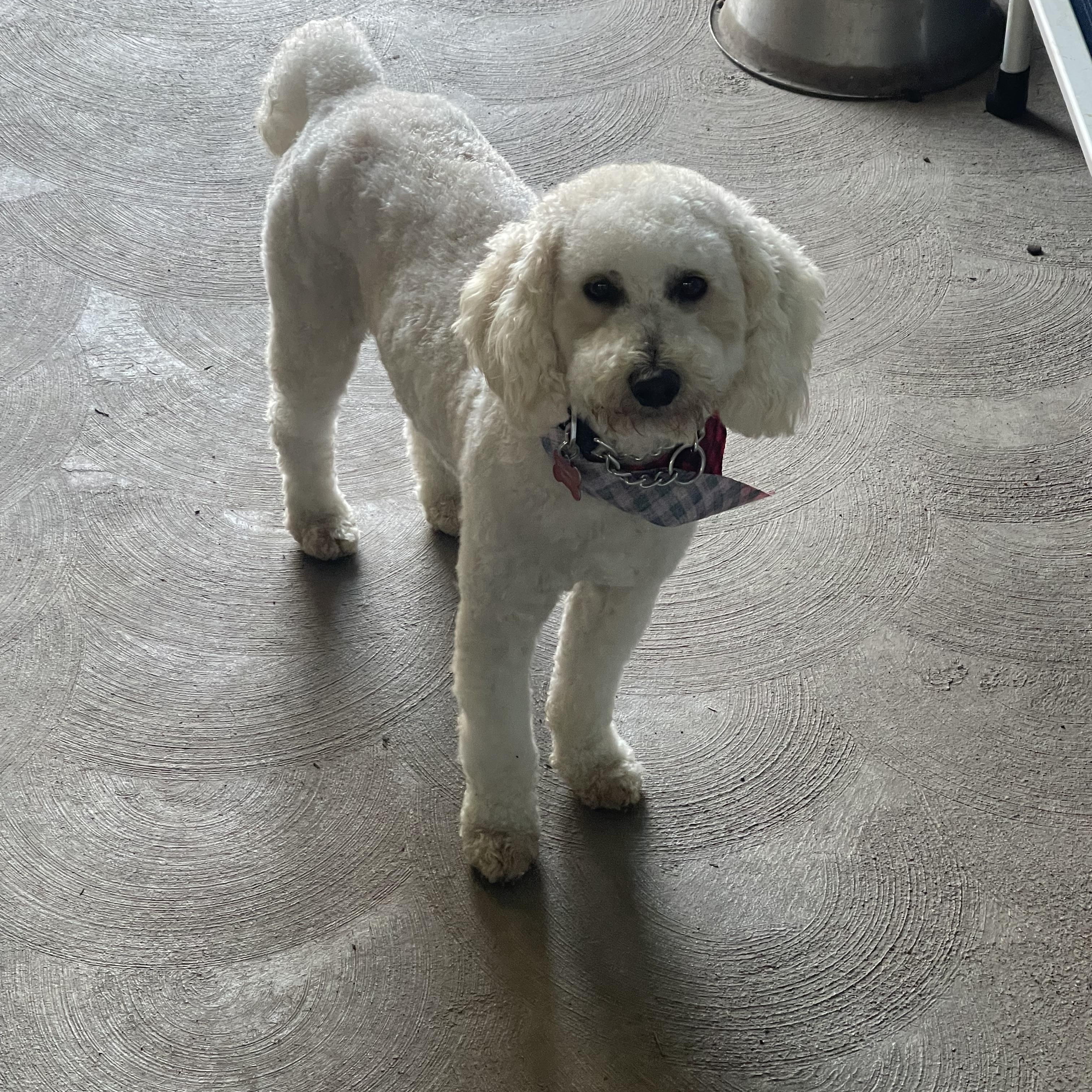 Teddy, adopted, Young Male Labradoodle.