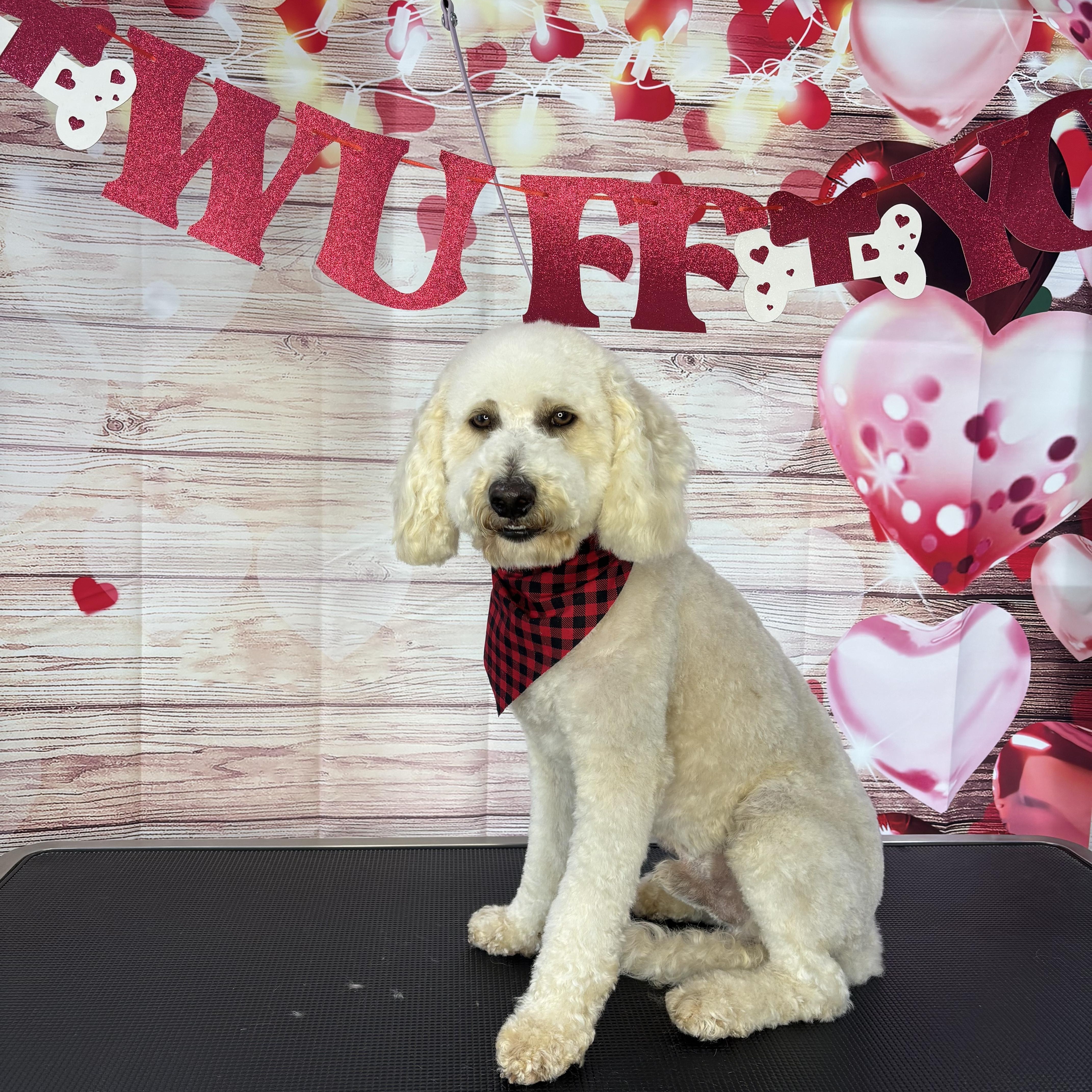 Enlarge Teddy, an adopted Labradoodle in Manteca, CA image 2/4