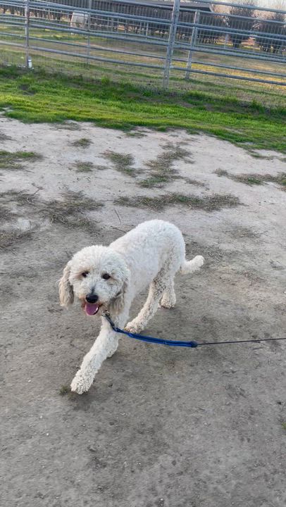 Enlarge Teddy, an adopted Labradoodle in Manteca, CA video 3/4