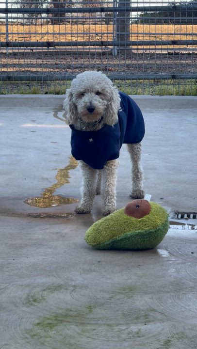 Enlarge Teddy, an adopted Labradoodle in Manteca, CA video 4/4
