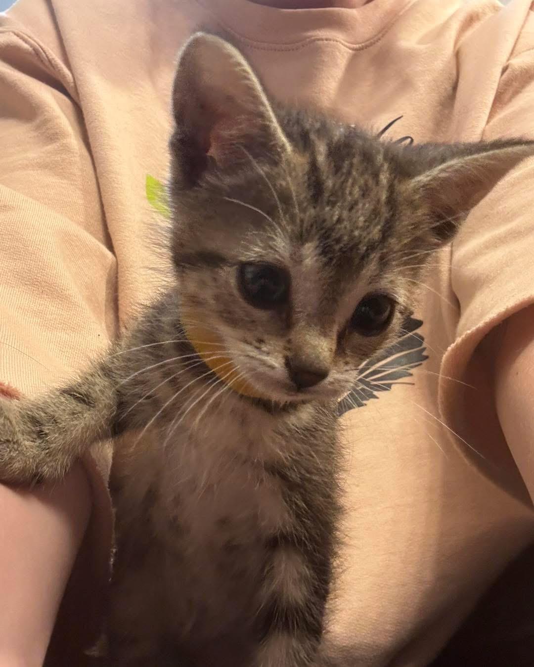 Eden, a ADOPTABLE Tabby in Grand Haven, MI image 3/4