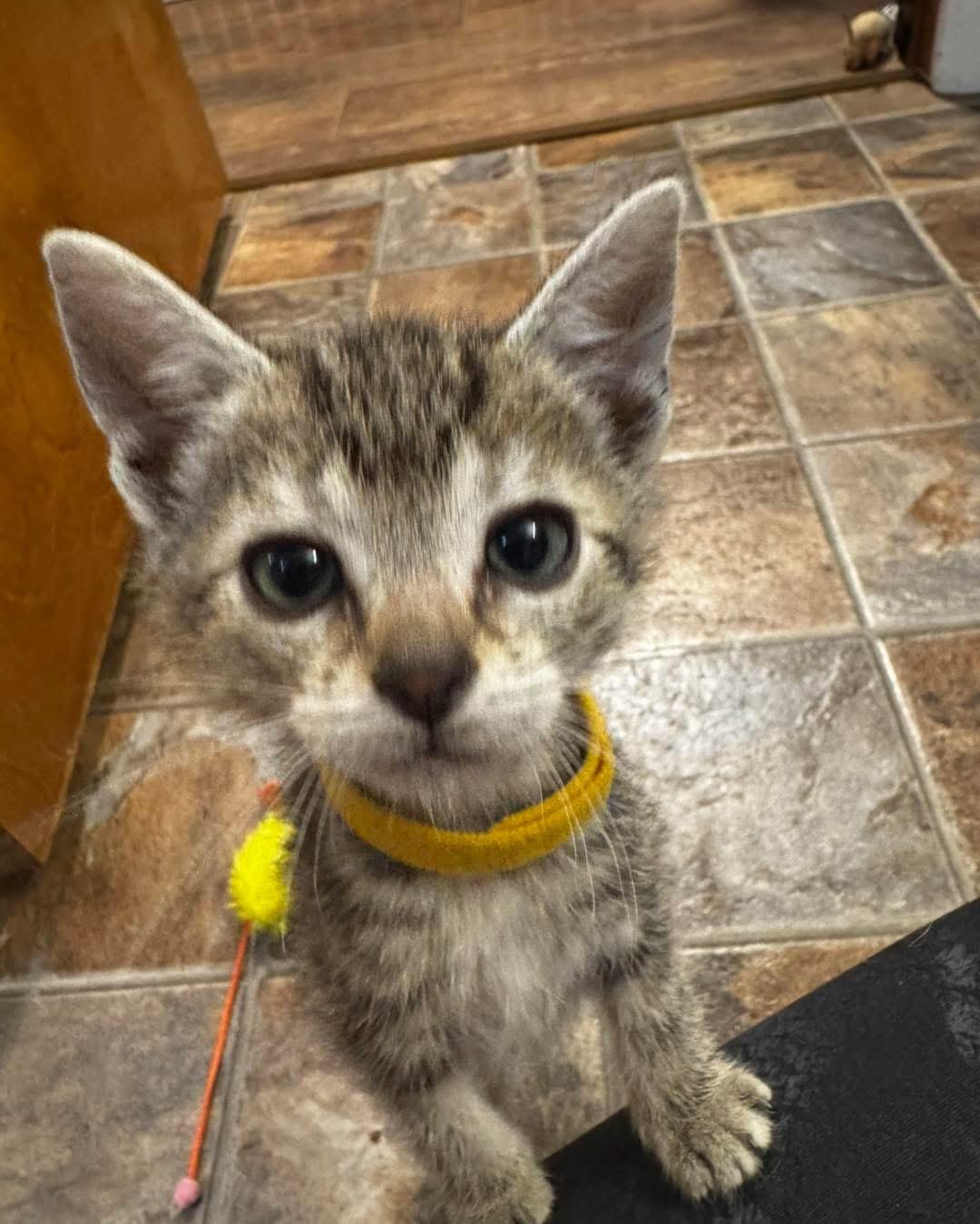 Eden, a ADOPTABLE Tabby in Grand Haven, MI image 2/4