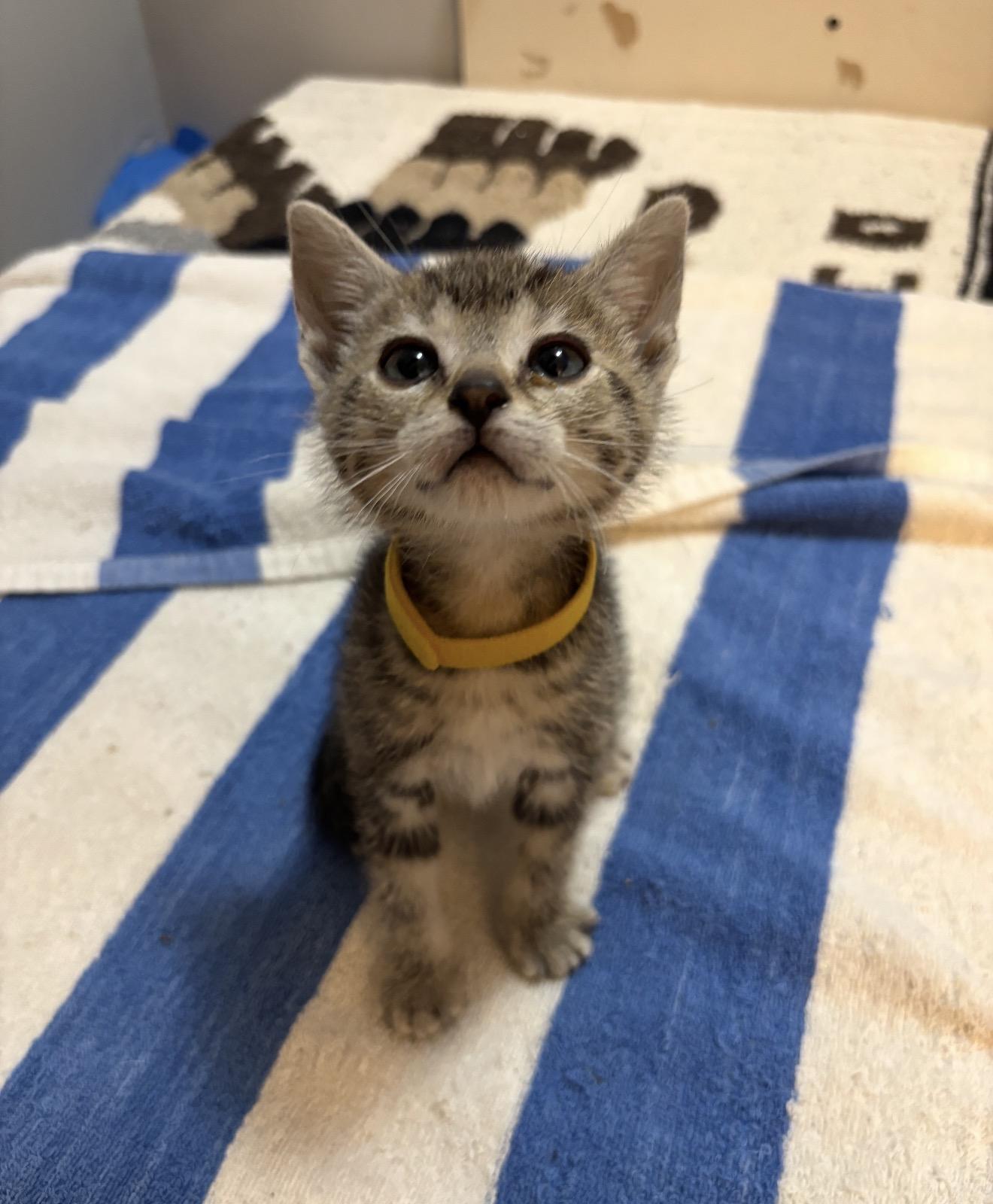 Eden, ADOPTABLE, Kitten Female Tabby.
