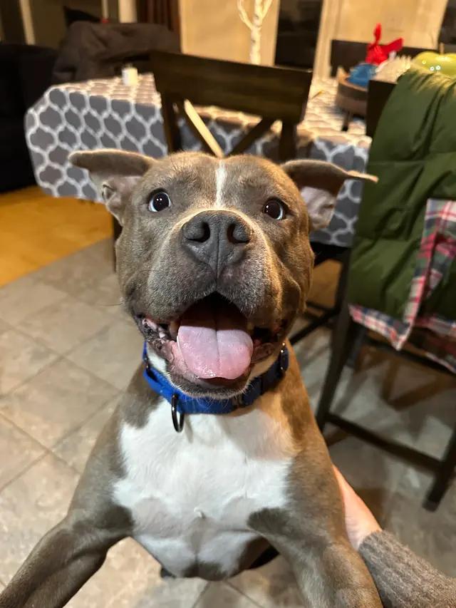 Enlarge Lieutenant Dan, a Adoptable mixed breed in Troy, MI image 1/6