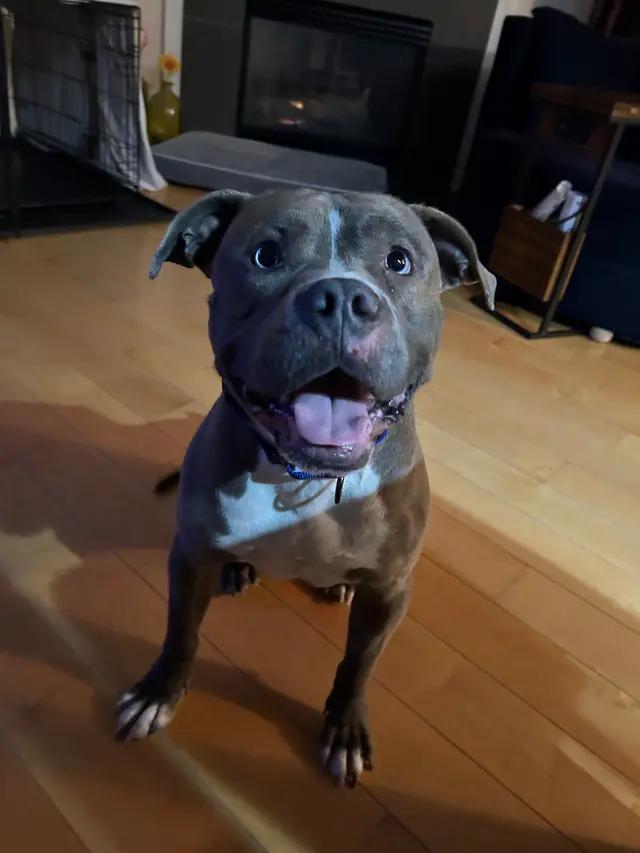 Enlarge Lieutenant Dan, a Adoptable mixed breed in Troy, MI image 2/6