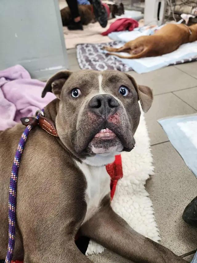 Enlarge Lieutenant Dan, a Adoptable mixed breed in Troy, MI image 3/6