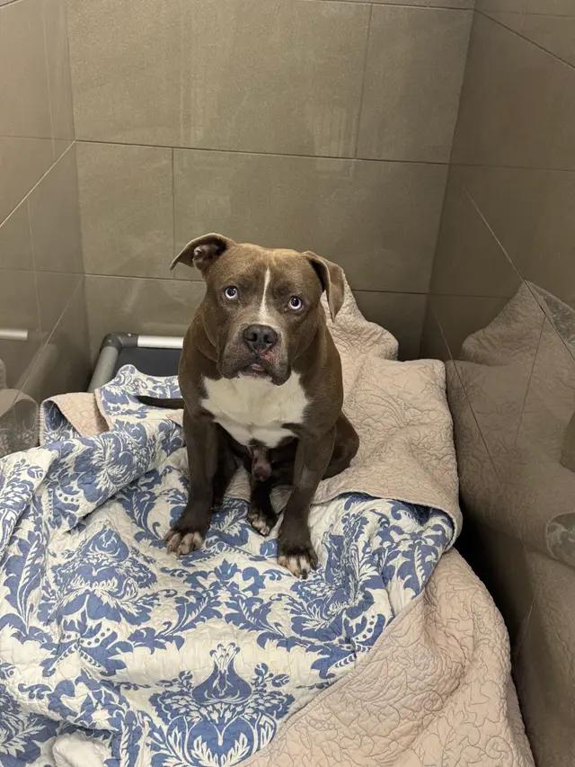 Lieutenant Dan, Adoptable, Young Male Pit Bull Terrier & American Staffordshire Terrier.