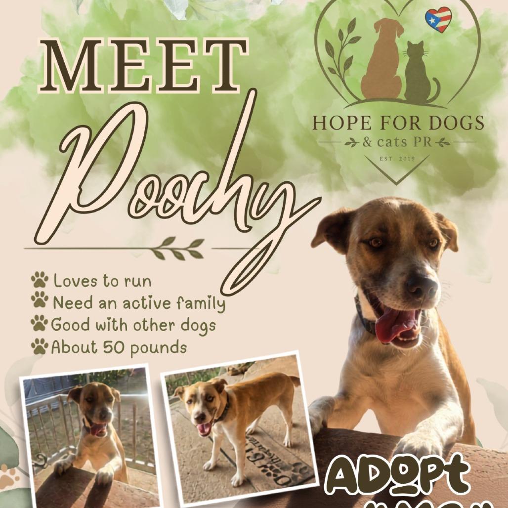 Poochy, Adoptable, Adult Male Labrador Retriever.