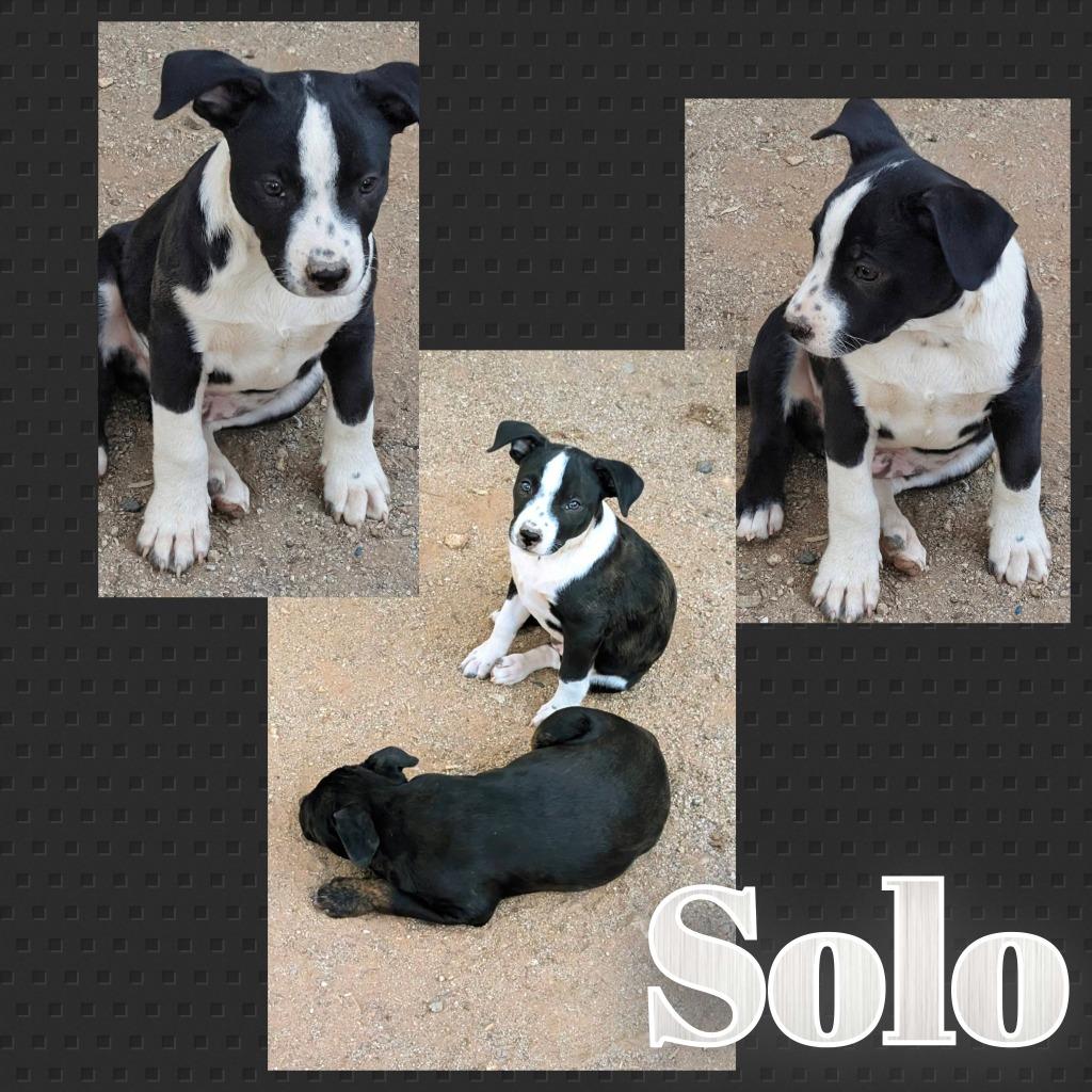 Enlarge Solo, a Adoptable mixed breed in Mesa, AZ image 1/2