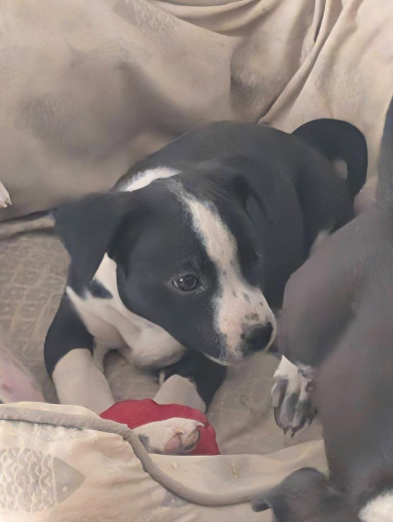 Solo, Adoptable, Puppy Male Pit Bull Terrier.