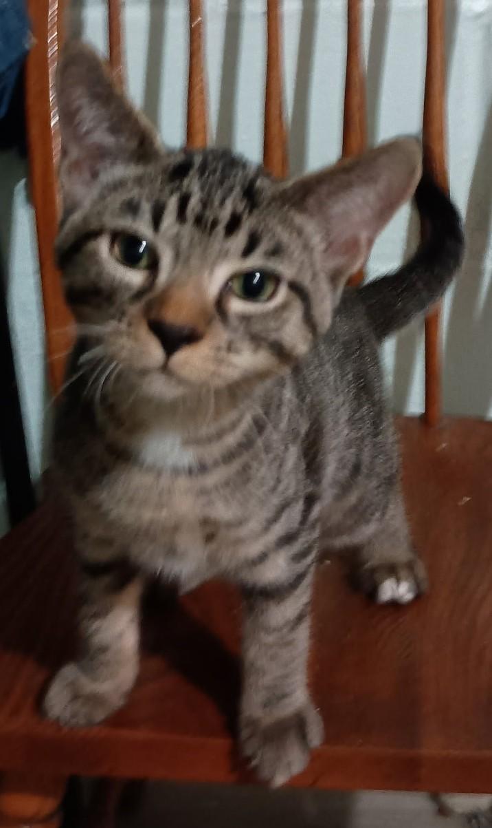 Enlarge Stevie26, a Adoptable Domestic Short Hair in Milwaukee, WI image 1/2