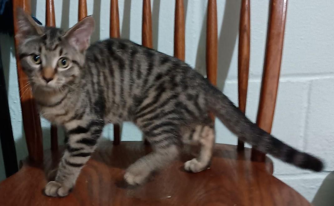 Enlarge Stevie26, a Adoptable Domestic Short Hair in Milwaukee, WI image 2/2