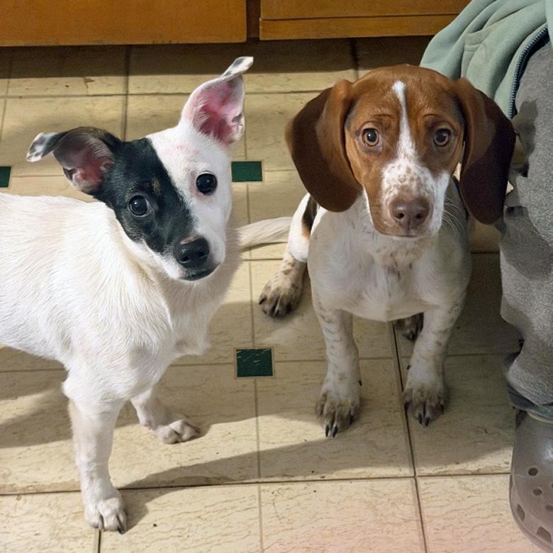 Cruella and Angel, Adoptable, Young Female Beagle & Chihuahua.