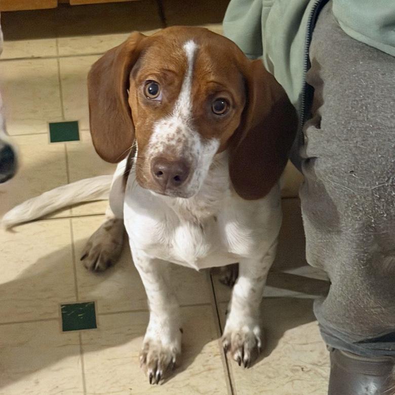 Enlarge Cruella and Angel, a Adoptable mixed breed in London, OH image 2/4