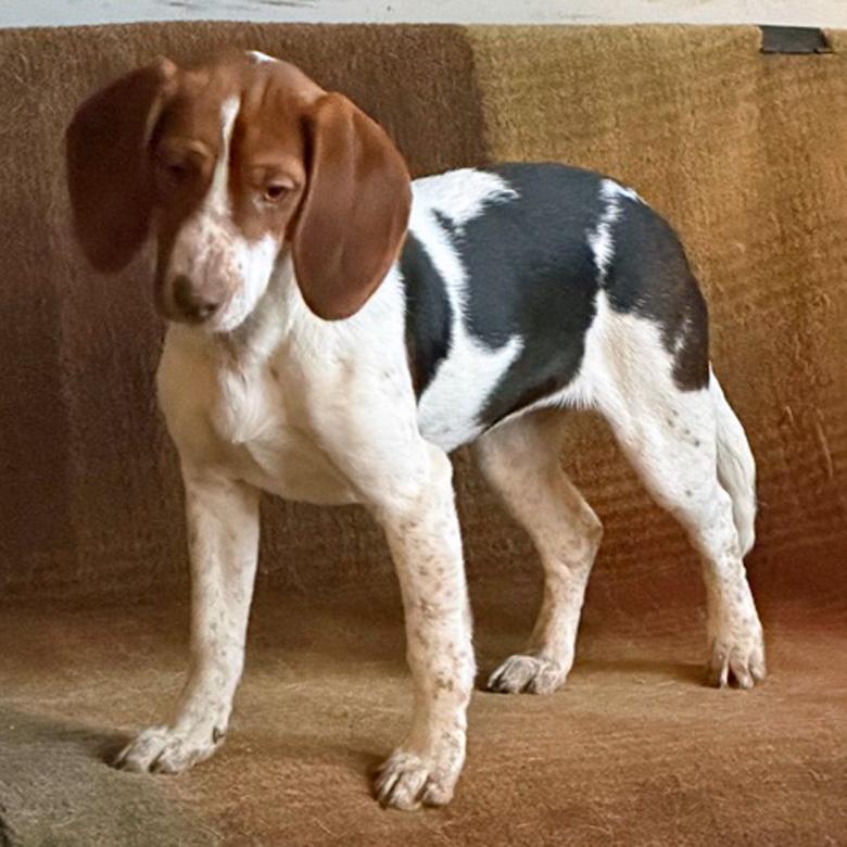 Enlarge Cruella and Angel, a Adoptable mixed breed in London, OH image 3/4