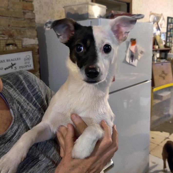 Enlarge Cruella and Angel, a Adoptable mixed breed in London, OH image 4/4