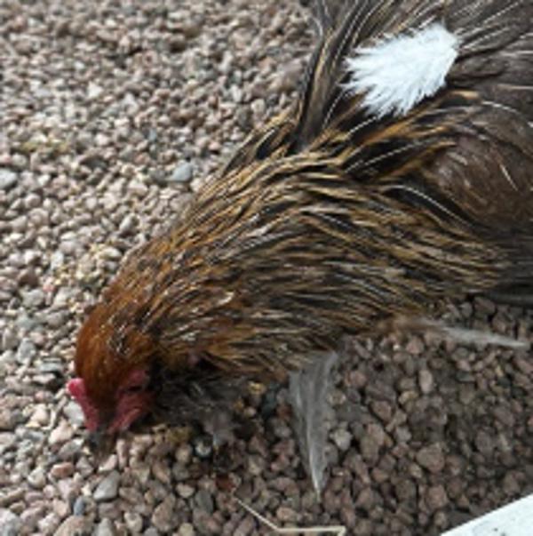Enlarge Princess, a Adoptable mixed breed in Golden, CO image 1/1