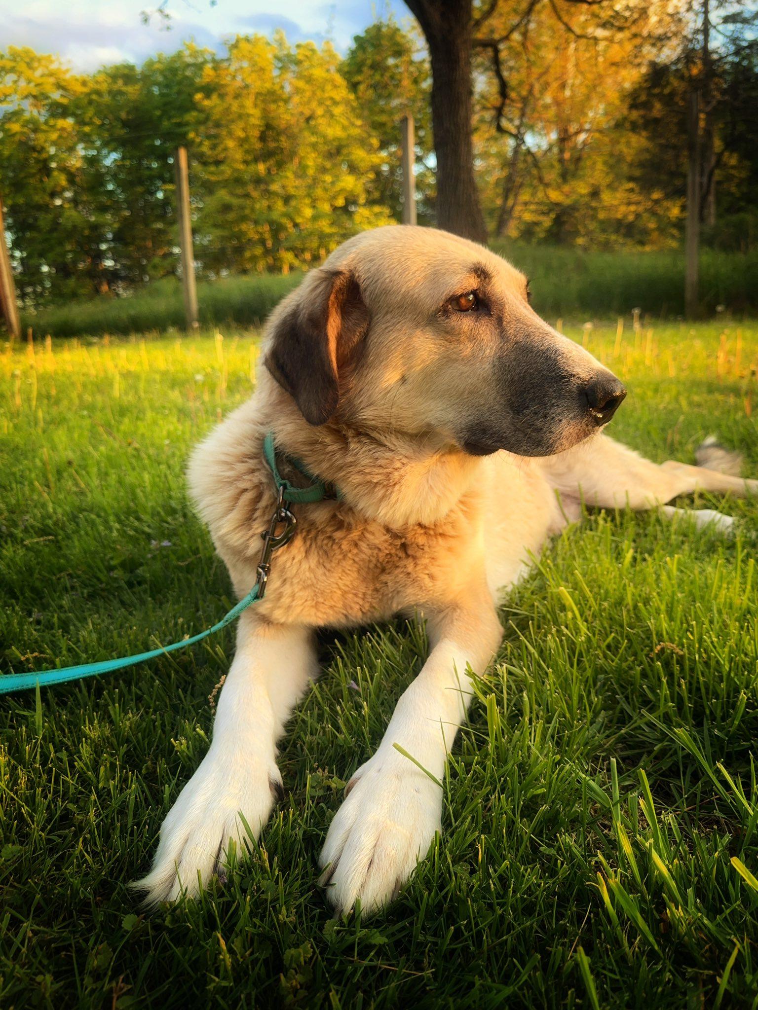 Liberty, a ADOPTABLE mixed breed in Wappingers Falls, NY image 4/5